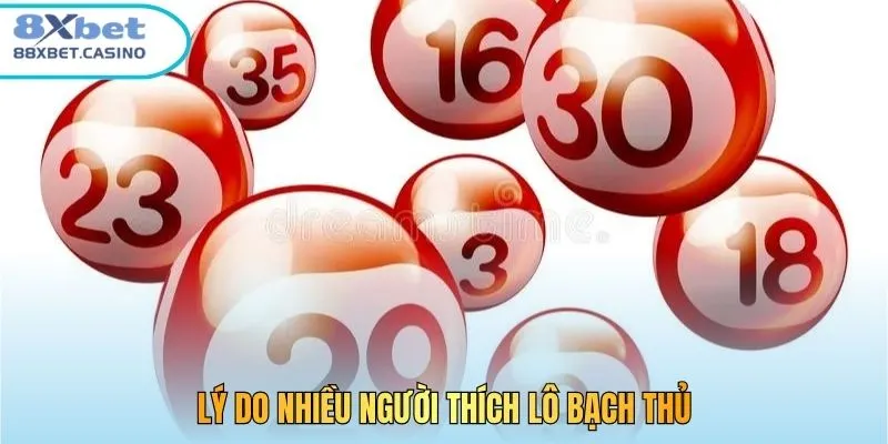 Lý do nhiều người thích lô bạch thủ